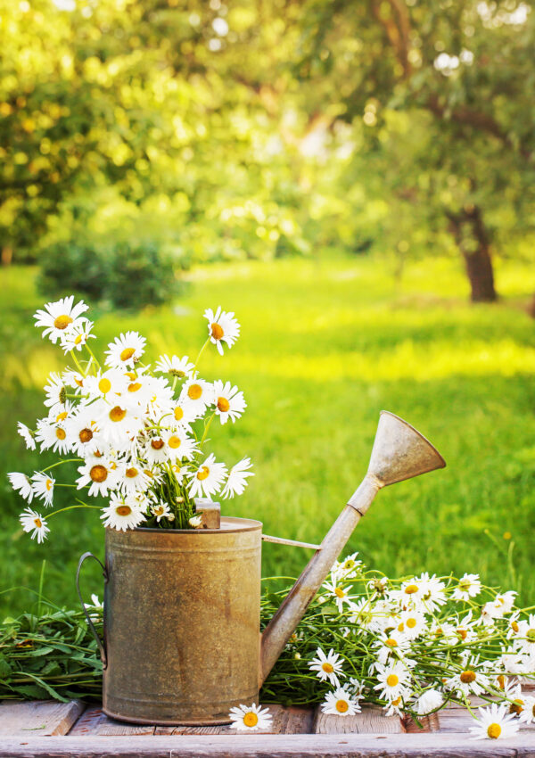 lessons from plants and the gift of paying attention