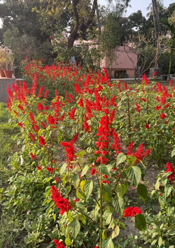 newsletter vishaka blone